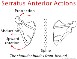 A diagram of the shoulder joint

Description automatically generated
